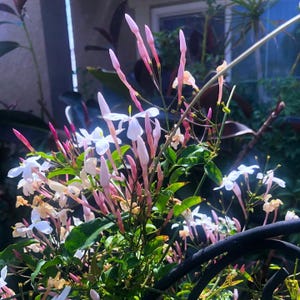 Pink Jasmine live plant vine Rooted Plant