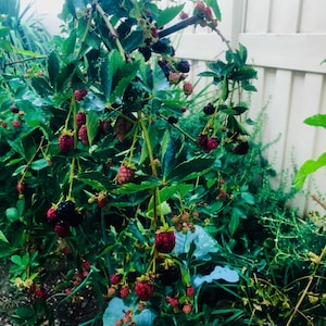 Thornless Blackberry Plant