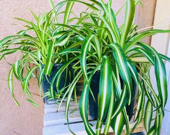 Variegated Spider Plant live plant