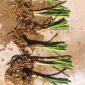 May include: Five bundles of green grass with brown roots. The grass is arranged in a row on a light brown surface.