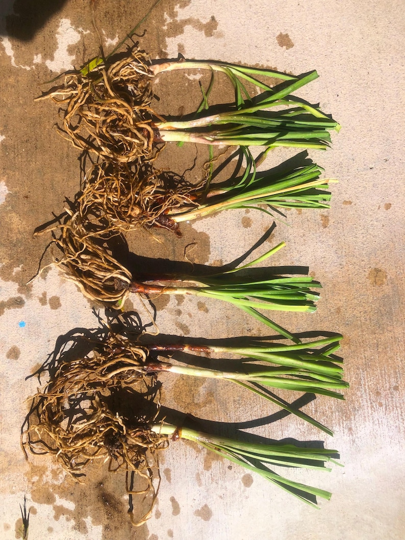 May include: Five bundles of green grass with brown roots. The grass is arranged in a row on a light brown surface.