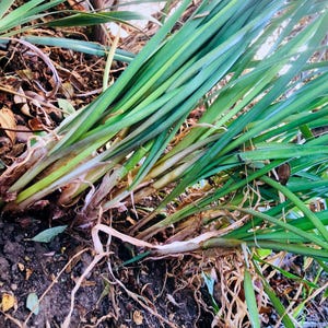 Society Garlic live plants bare root, gophers don&#39;t like