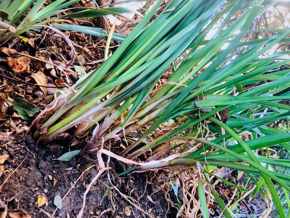Society Garlic live plants bare root, gophers don't like