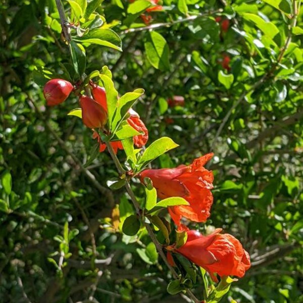 Pomegranate Seedling & Rooted Cuttings