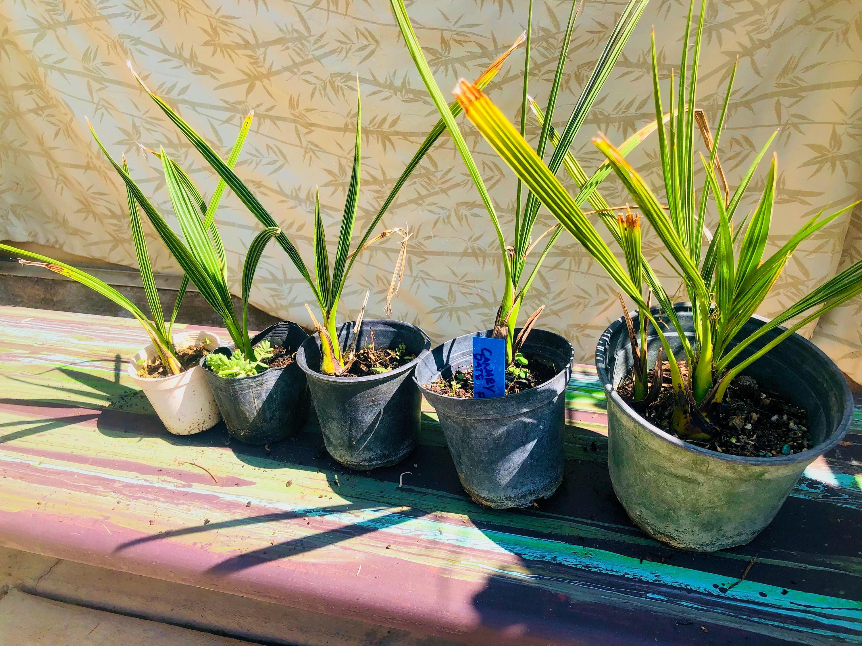Canary Island Date Palm Tree Seeds - Etsy 日本