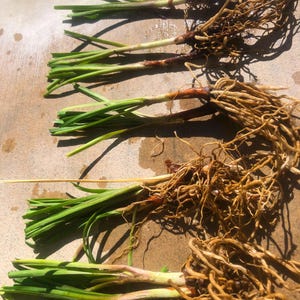 May include: A close-up of six green plants with brown roots. The plants are arranged in a row on a light brown surface.