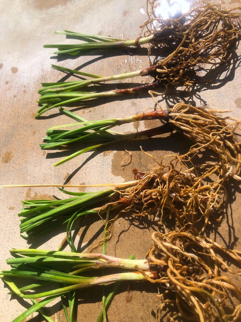 May include: A close-up of six green plants with brown roots. The plants are arranged in a row on a light brown surface.