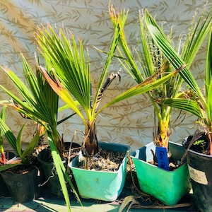 Fan Palm Tree Seedling Windmill Palm (Washingtonia robusta)