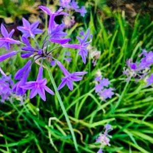 May include: A close-up of a cluster of purple flowers blooming in a field of green grass.