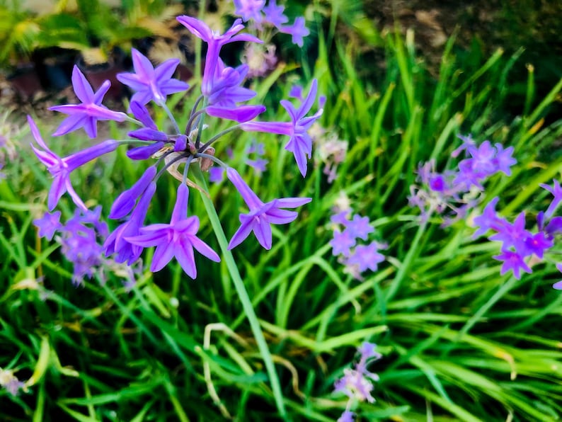May include: A close-up of a cluster of purple flowers blooming in a field of green grass.