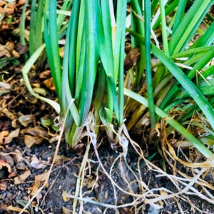 May include: Close-up of the base of a green plant with long, thin leaves. The plant is growing in brown soil with white roots visible.