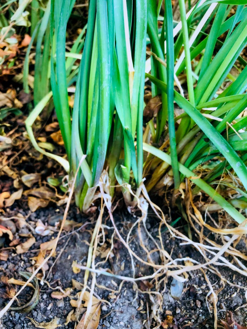 May include: Close-up of the base of a green plant with long, thin leaves. The plant is growing in brown soil with white roots visible.