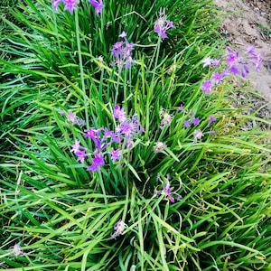 May include: A patch of green grass with purple flowers blooming. The flowers are in clusters and have a star-shaped appearance.