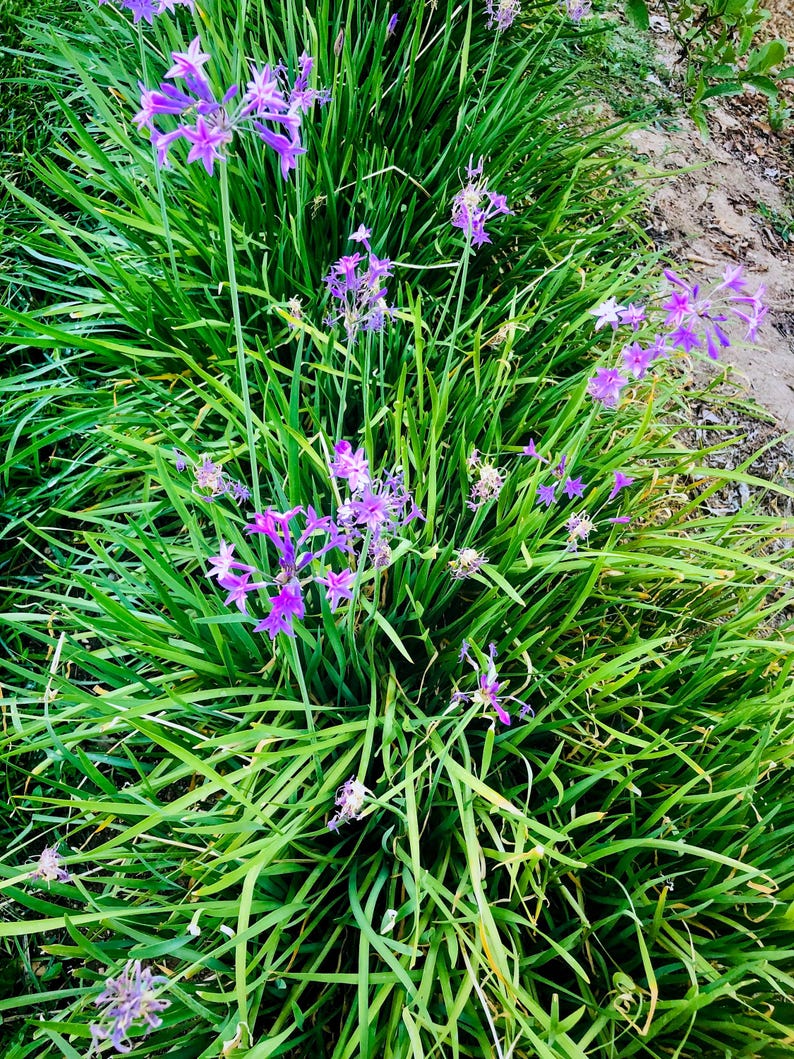 May include: A patch of green grass with purple flowers blooming. The flowers are in clusters and have a star-shaped appearance.