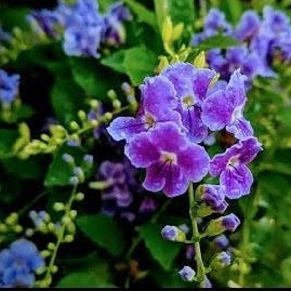 Duranta erecta rooted cuttings live plant / unrooted cuttings - Golden Dewdrop