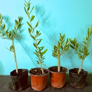 Mission Olive Tree rooted cuttings