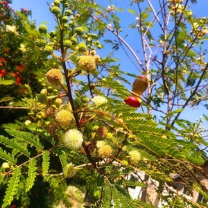 Leucaena leucocephala, Miracle Tree, River Tamarind Tree, Guaje seedling live plant