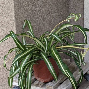 Spider Plant live plant (bare root)