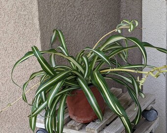 Spider Plant live plant (bare root)