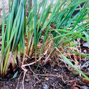 May include: Close-up of a cluster of green leafy plants with brown roots growing in dark soil.