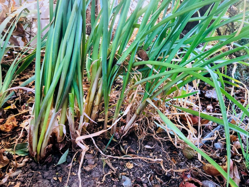 May include: Close-up of a cluster of green leafy plants with brown roots growing in dark soil.