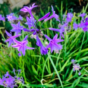 May include: A cluster of purple flowers with long, thin stems and green leaves. The flowers are in bloom and have a delicate, star-shaped appearance.