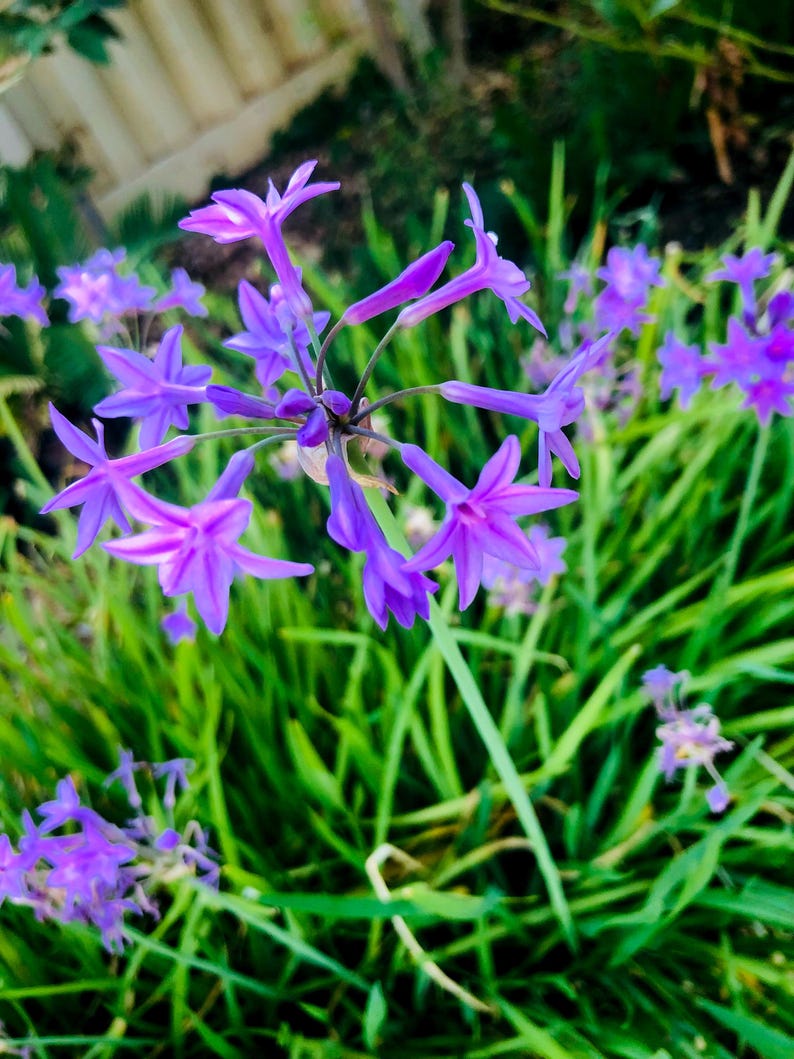 May include: A cluster of purple flowers with long, thin stems and green leaves. The flowers are in bloom and have a delicate, star-shaped appearance.