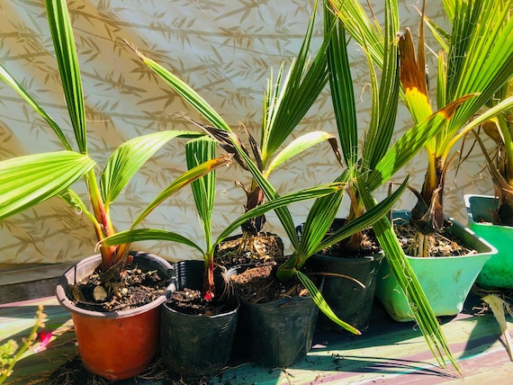 Fan Palm Tree Seedling Windmill Palm (washingtonia) - Etsy