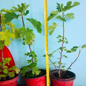 Fig Trees grown from seed.  Black mission figs Seedling / live plant