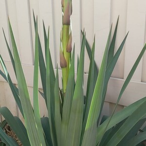 Yucca live plant, House Plants or Outdoor Plants