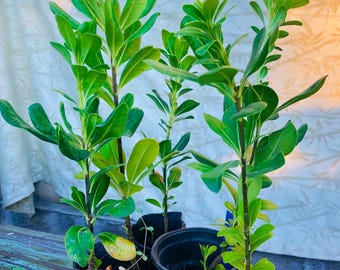 Pittosporum Green, Mock Orange Seedlings