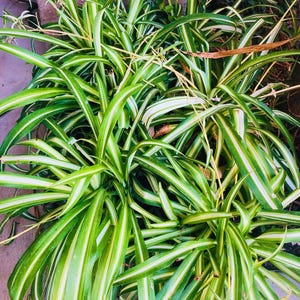 Variegated Spider Plant live plants or rooted babies