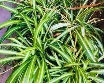 Variegated Large Spider Plant live plants