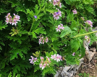 Citronella plant "Mosquito Plant" rooted cutting