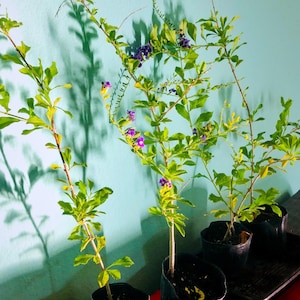 May include: Four potted plants with green leaves and purple flowers. The plants are in black plastic pots and are sitting on a red surface.