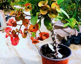 Reddish Orange / Euphorbia Milii / Corona de Cristo live plant Rooted cutting and Unrooted cuttings