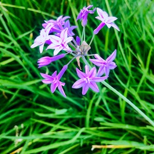 May include: A cluster of purple flowers with delicate petals bloom against a backdrop of green grass.