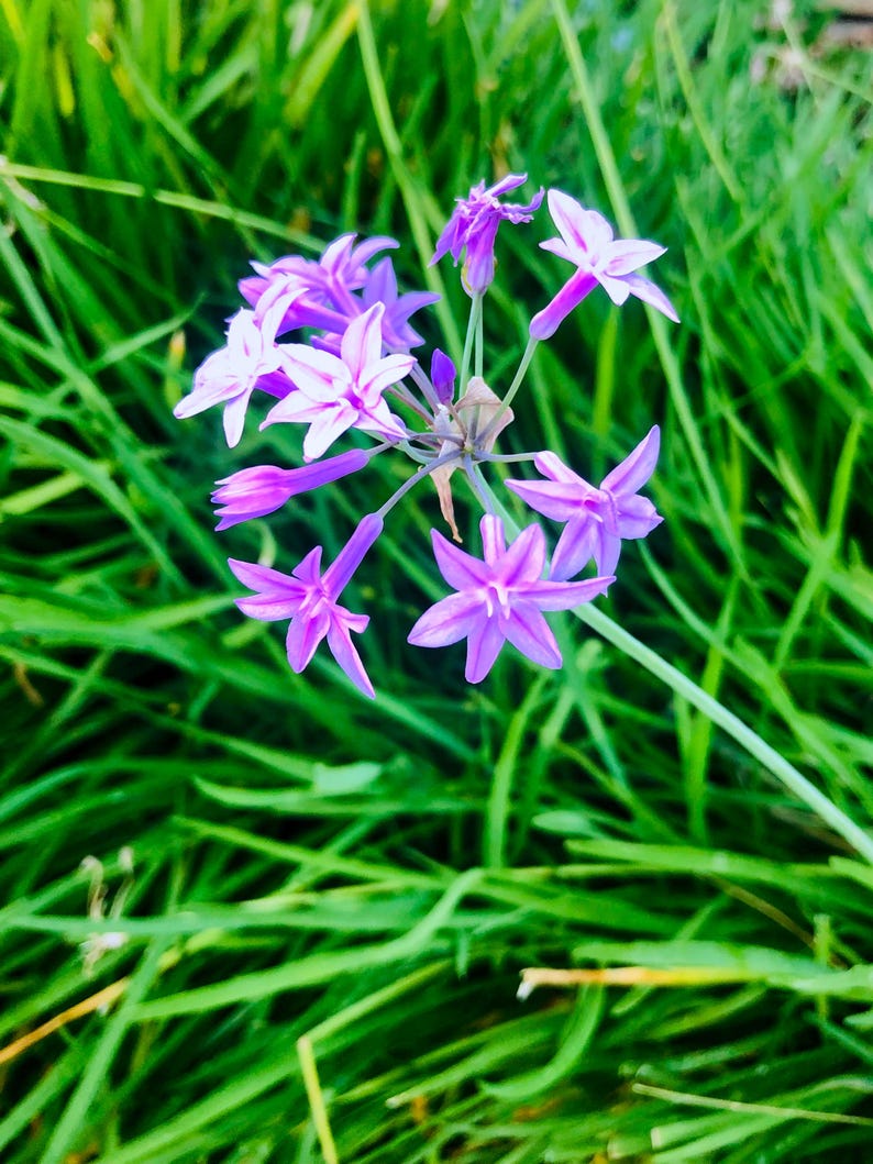 May include: A cluster of purple flowers with delicate petals bloom against a backdrop of green grass.