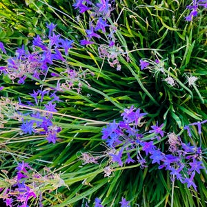 May include: A close-up of a cluster of purple flowers blooming in a bed of green grass.