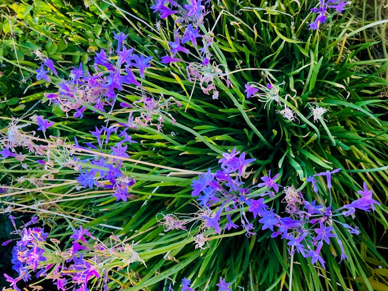 May include: A close-up of a cluster of purple flowers blooming in a bed of green grass.