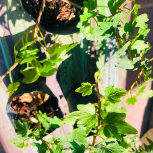 Green Ivy live plant