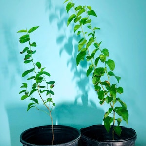 Apricot Tree Seedlings
