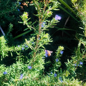 Rosemary live plant rooted cuttings / unrooted cuttings, gophers don&#39;t like