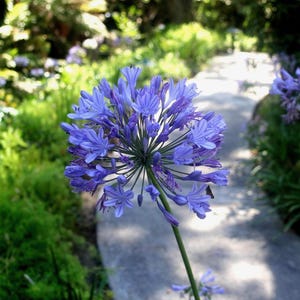 Lily of the Nile/ Agapanthus/ African Lily live plant bare root
