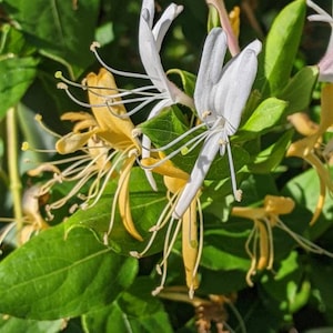 1 Fragrant Honeysuckle - Lonicera japonica vine live plant, The Fragrant Hall&#39;s Japanese Honeysuckle