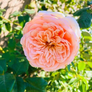 English Rose Auswinter (Crown Princess Margareta) Strong Fragrance Climbing Rose