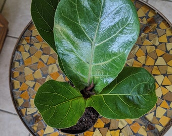 Little Fiddle Leaf Fig with small leaves, Ficud lyrata