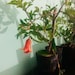 GrowingPlantsByJB