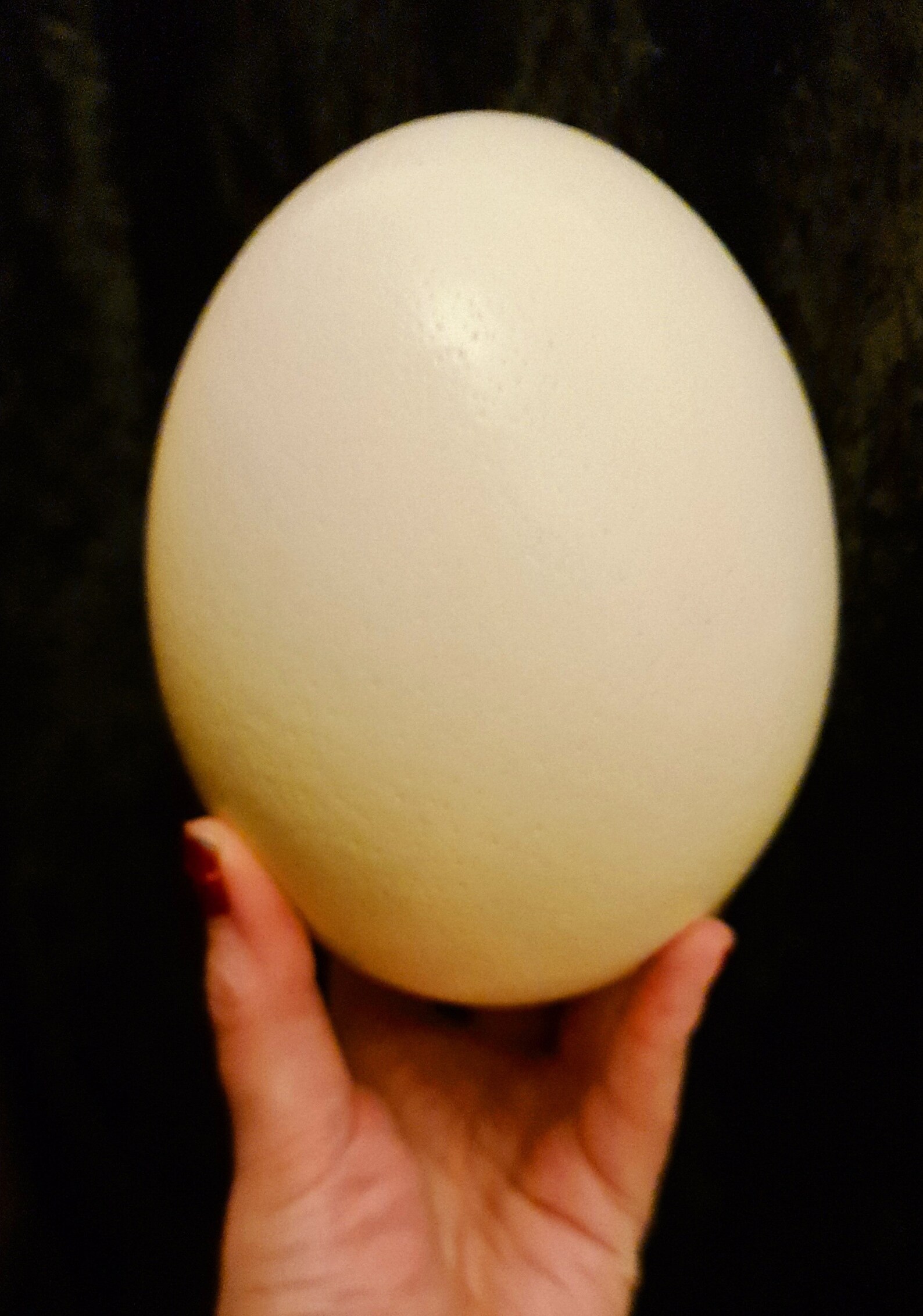 Real Natural Ostrich Egg | Etsy