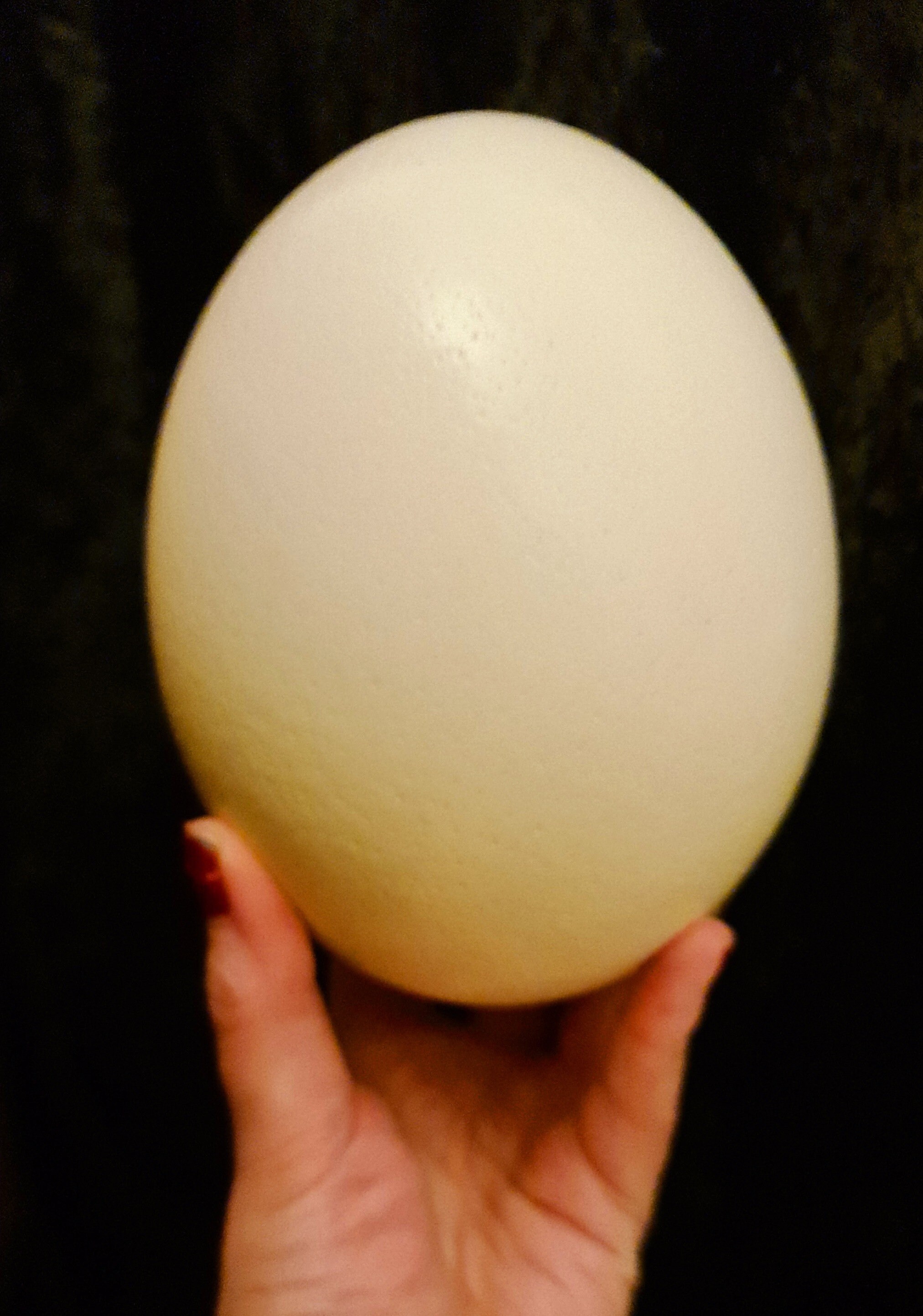 Real Natural Ostrich Egg Etsy
